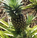 Pineapple Itinerary visiting maui
